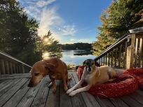 Dog friendly - dogs love it!