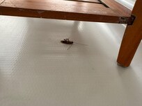 cockroaches in bathroom