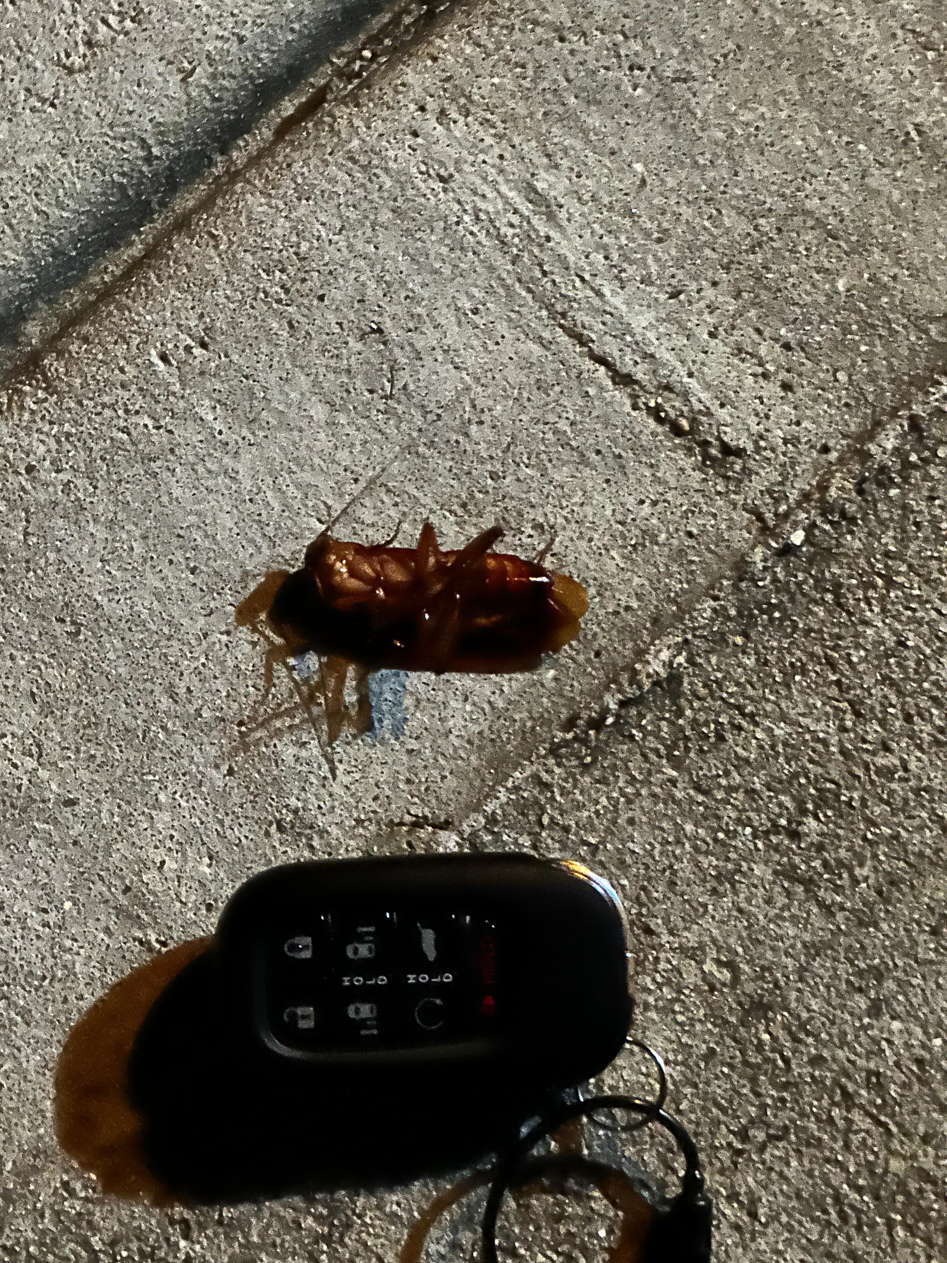 Size comparison to my key fob.