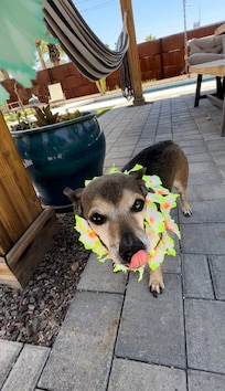 my baby loved to run in the backyard 🐾