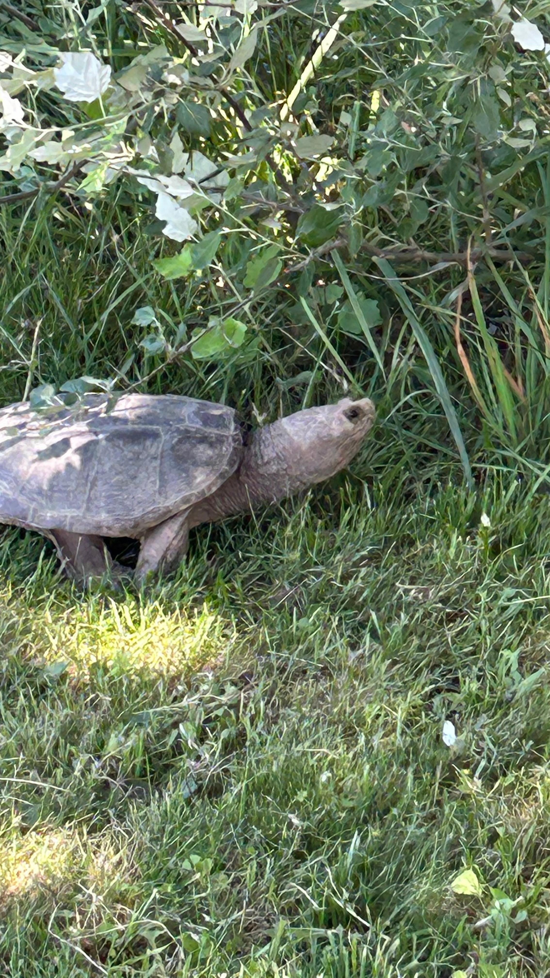 Turtle sighting 