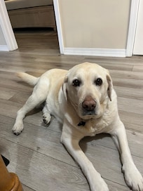 Our sweet girl loves Maravilla (well, she loves anywhere that we are).