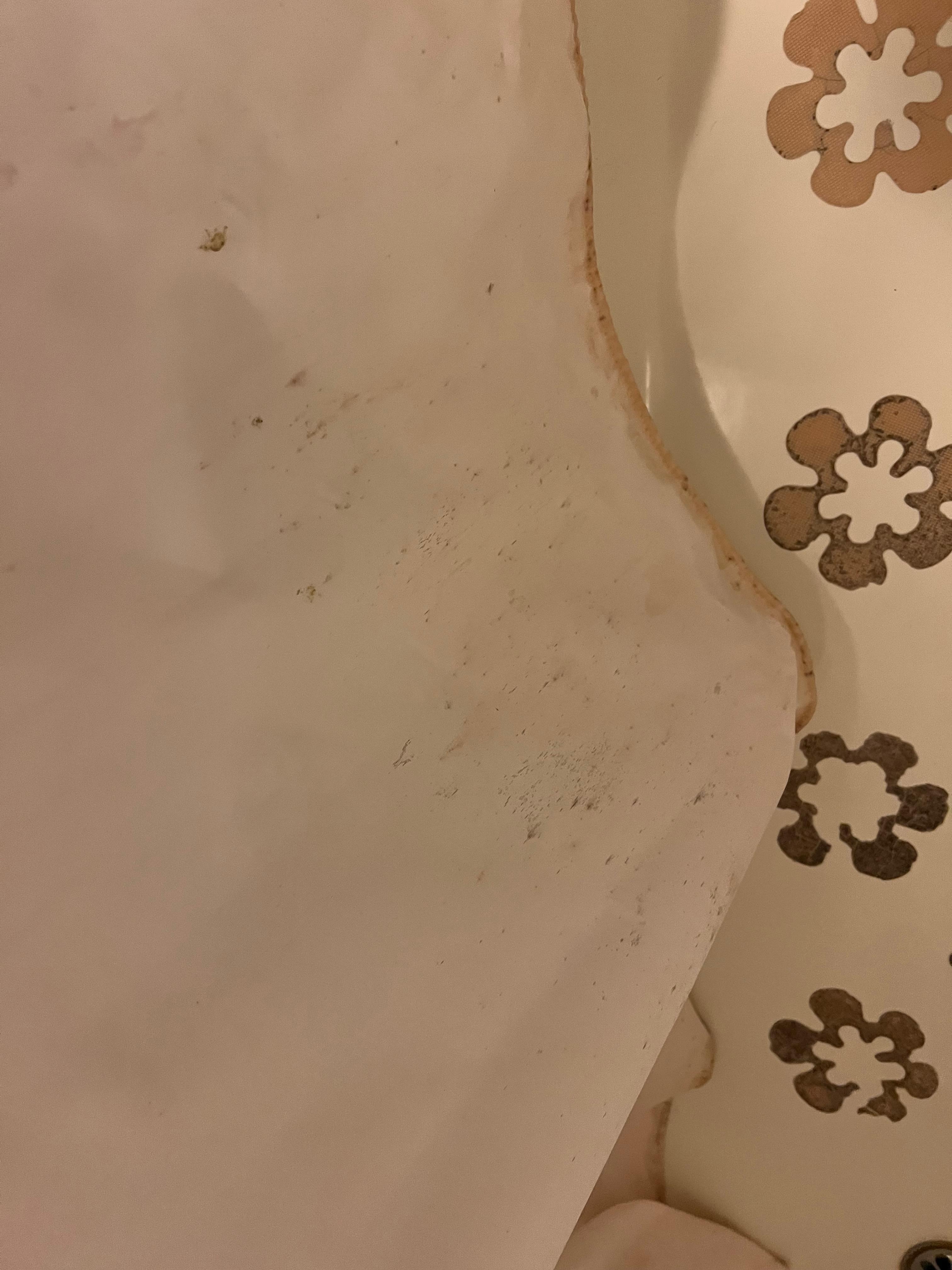 Dirty shower curtain 