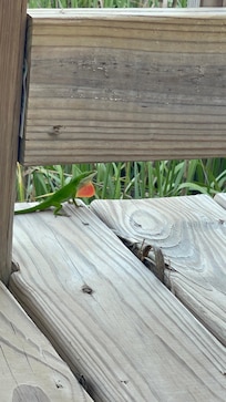 This little guy visited us several times during our stay.