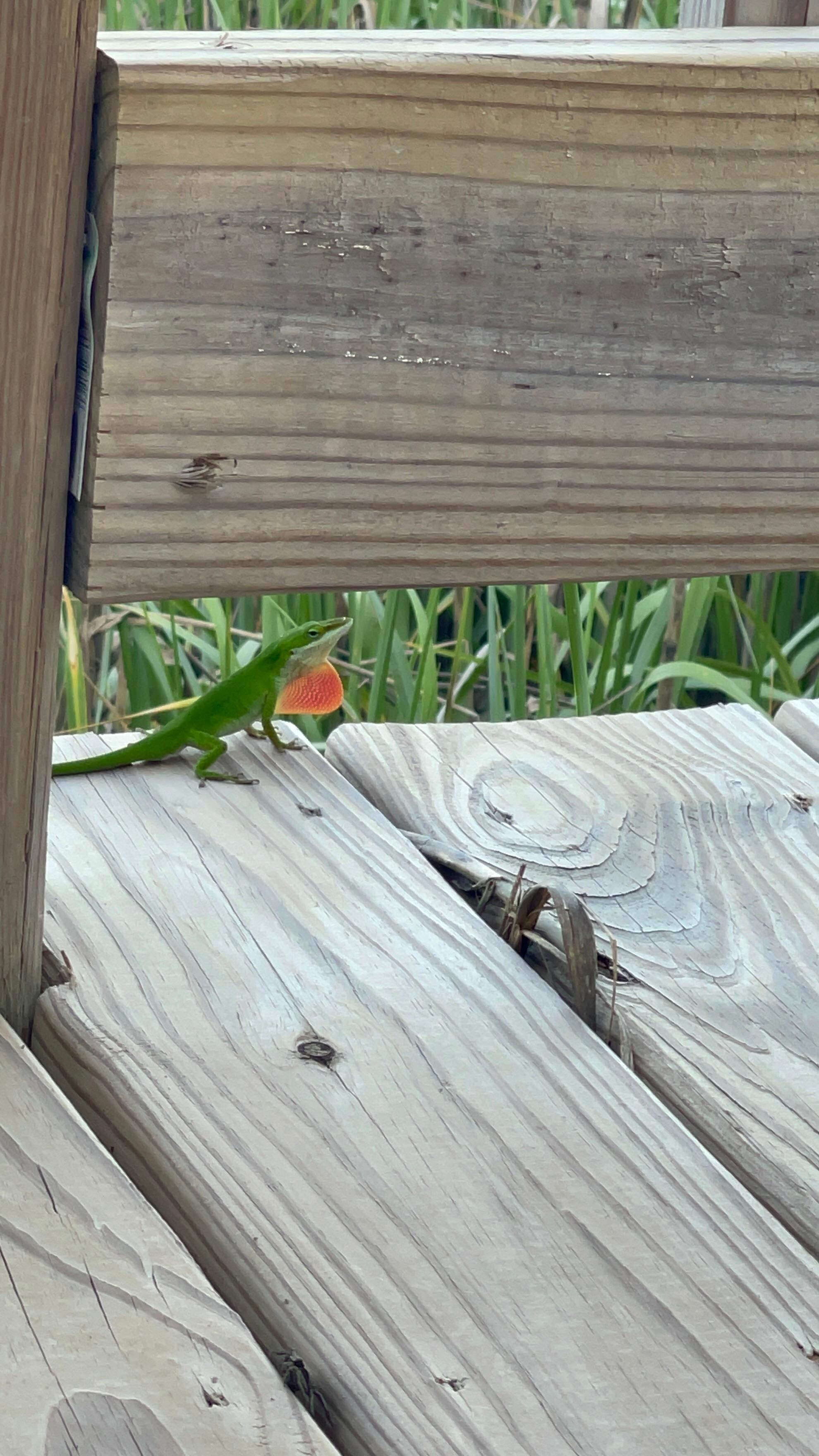This little guy visited us several times during our stay. 