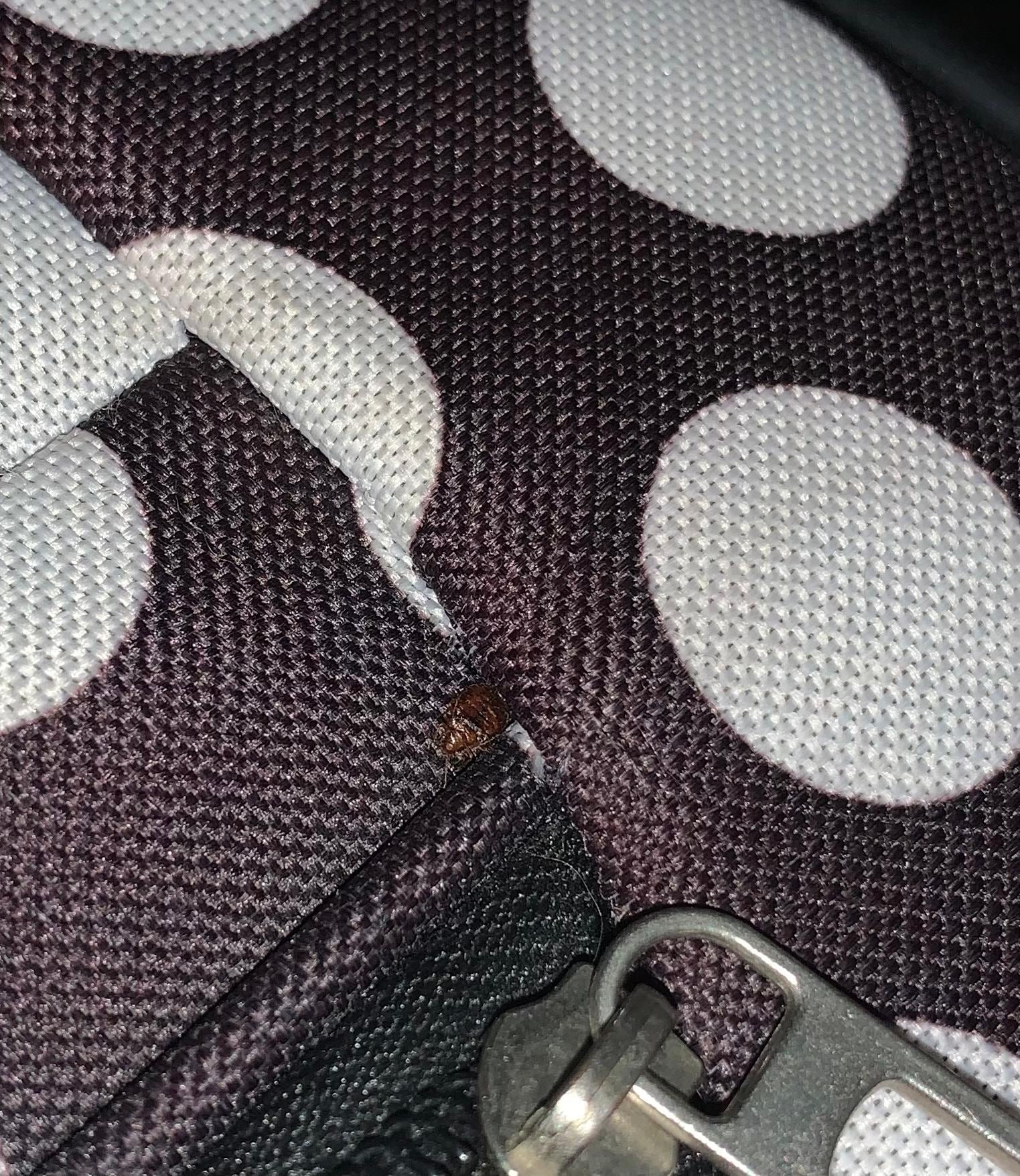 Here is a bed bug on my suitcase❤️