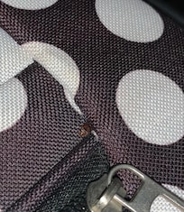 Here is a bed bug on my suitcase❤️