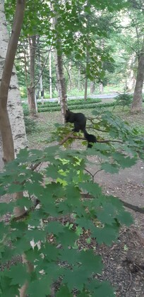 Белка