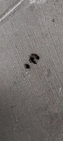 Dog poop outside my door