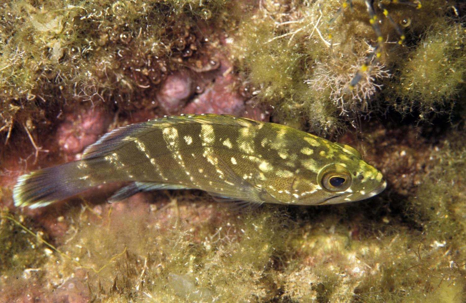 Ein Zackenbarsch beim Schnorcheln in der Bucht.