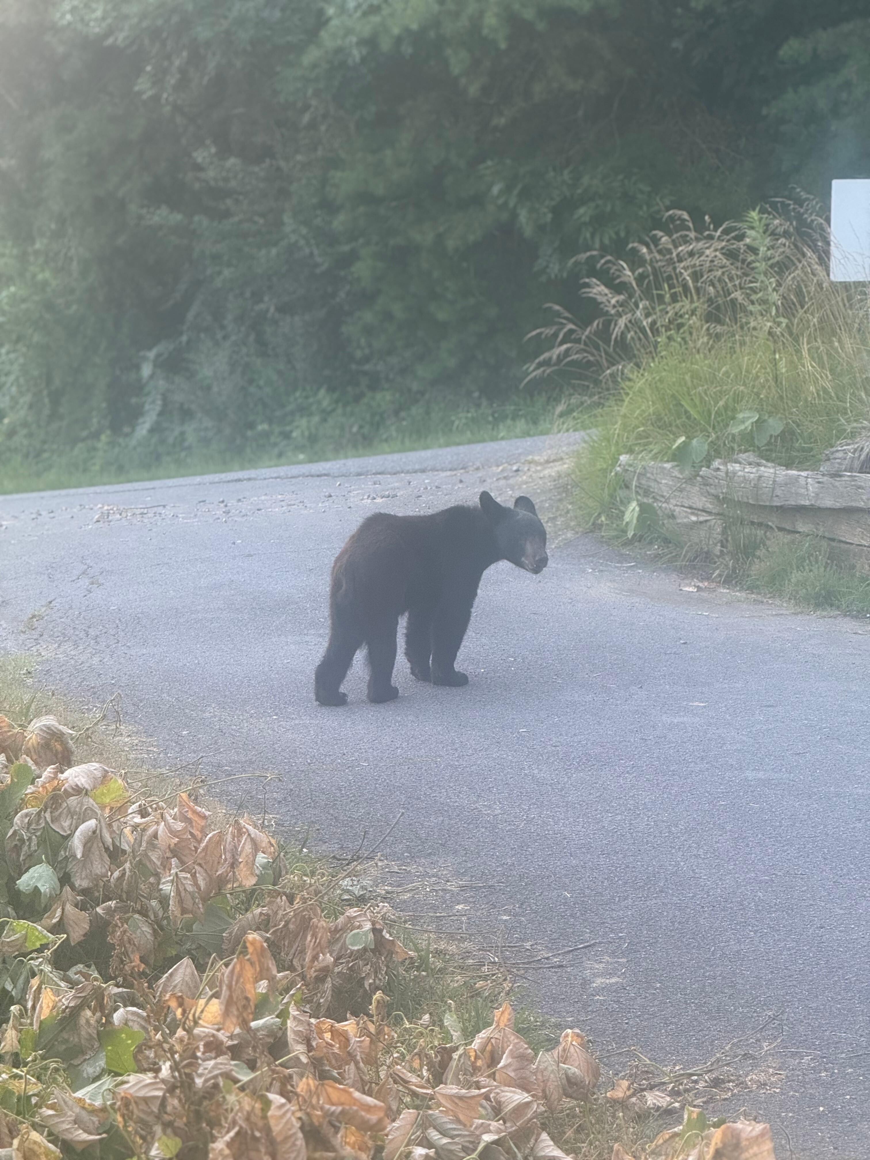 Young cub