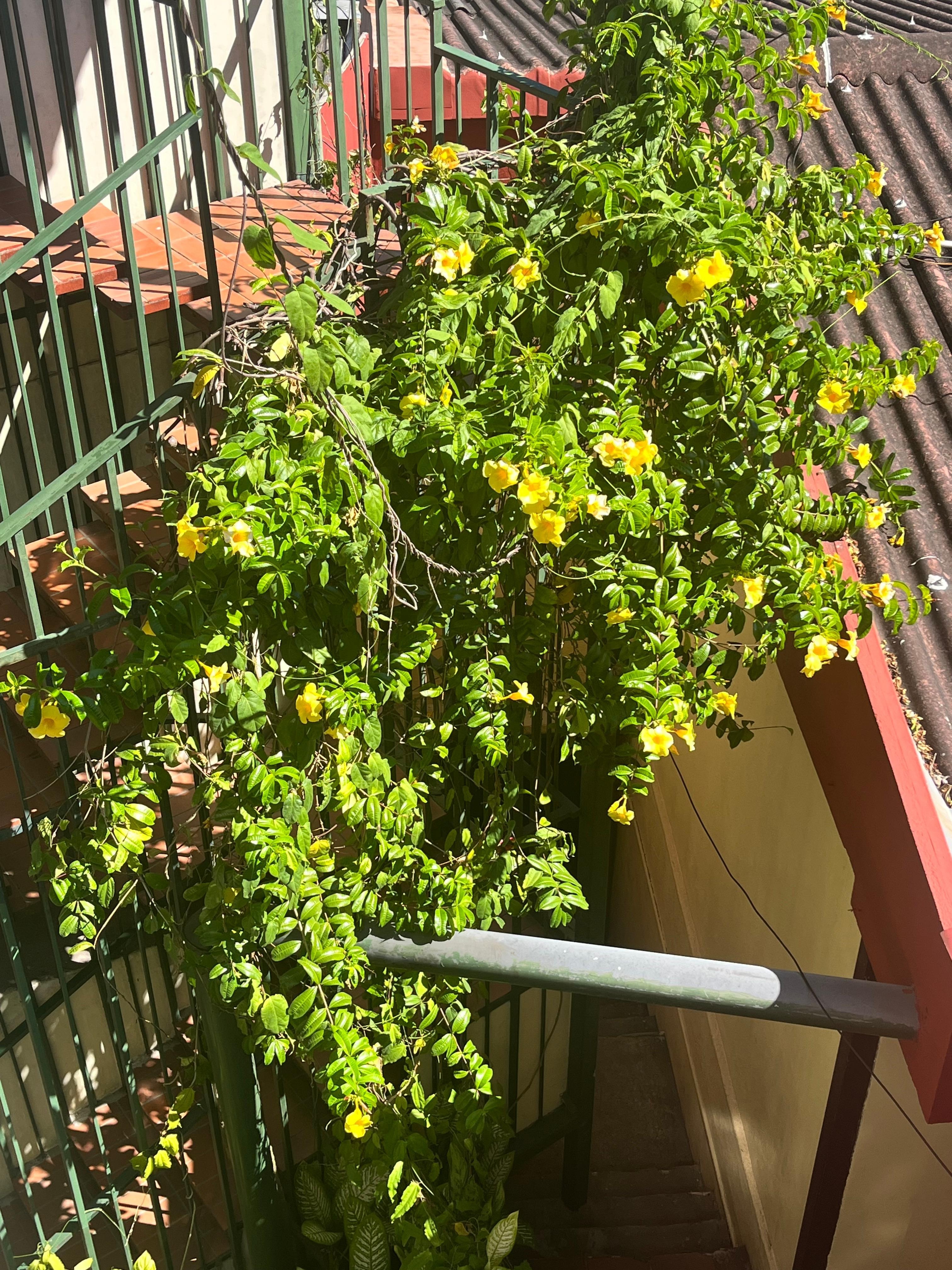 Flowers around rooms. 