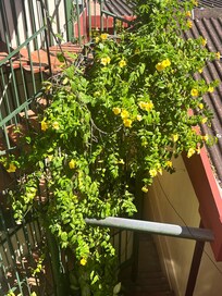 Flowers around rooms.