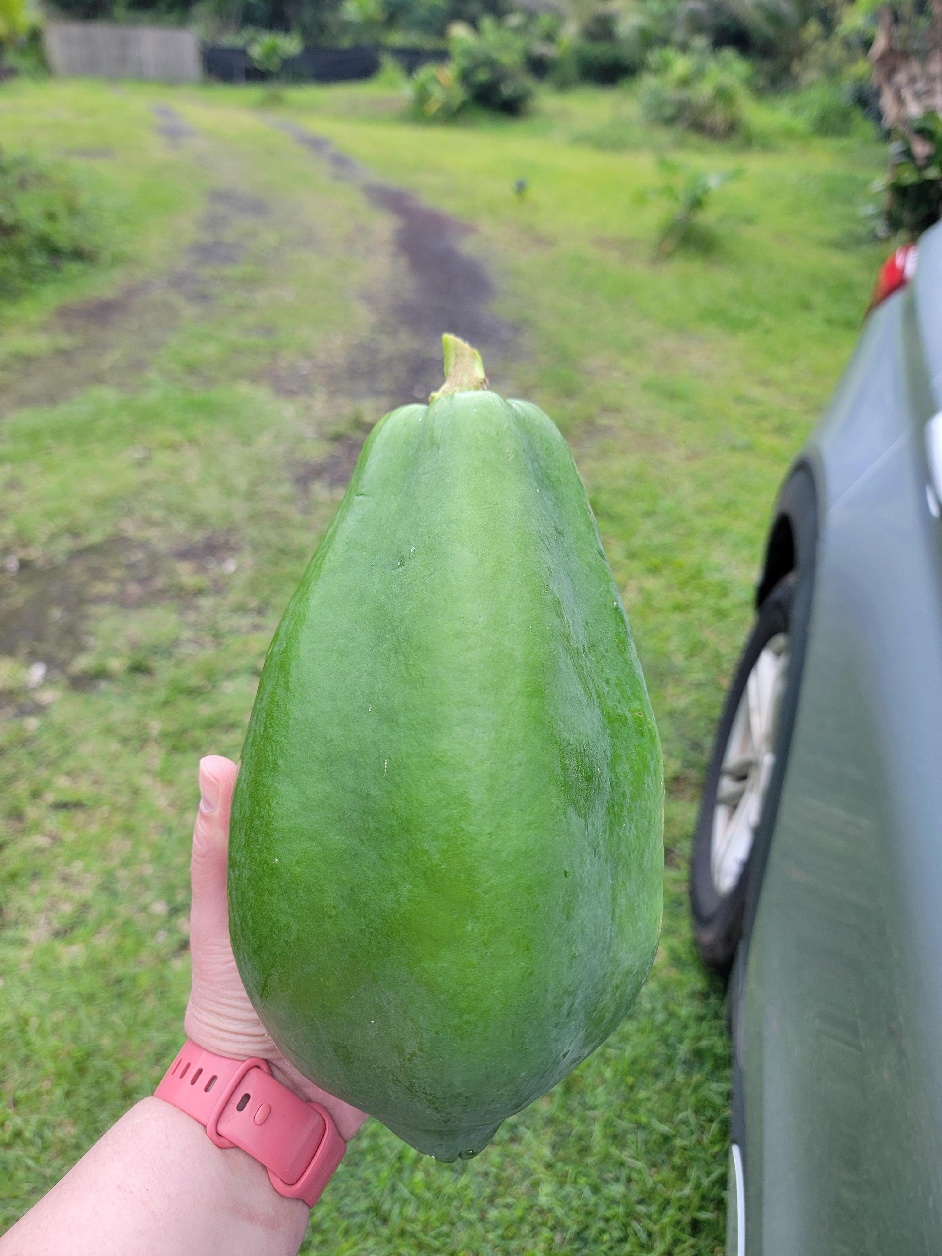 Monster papaya from the host ❤️ 