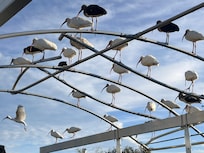 Birds sitting on too of dock area.