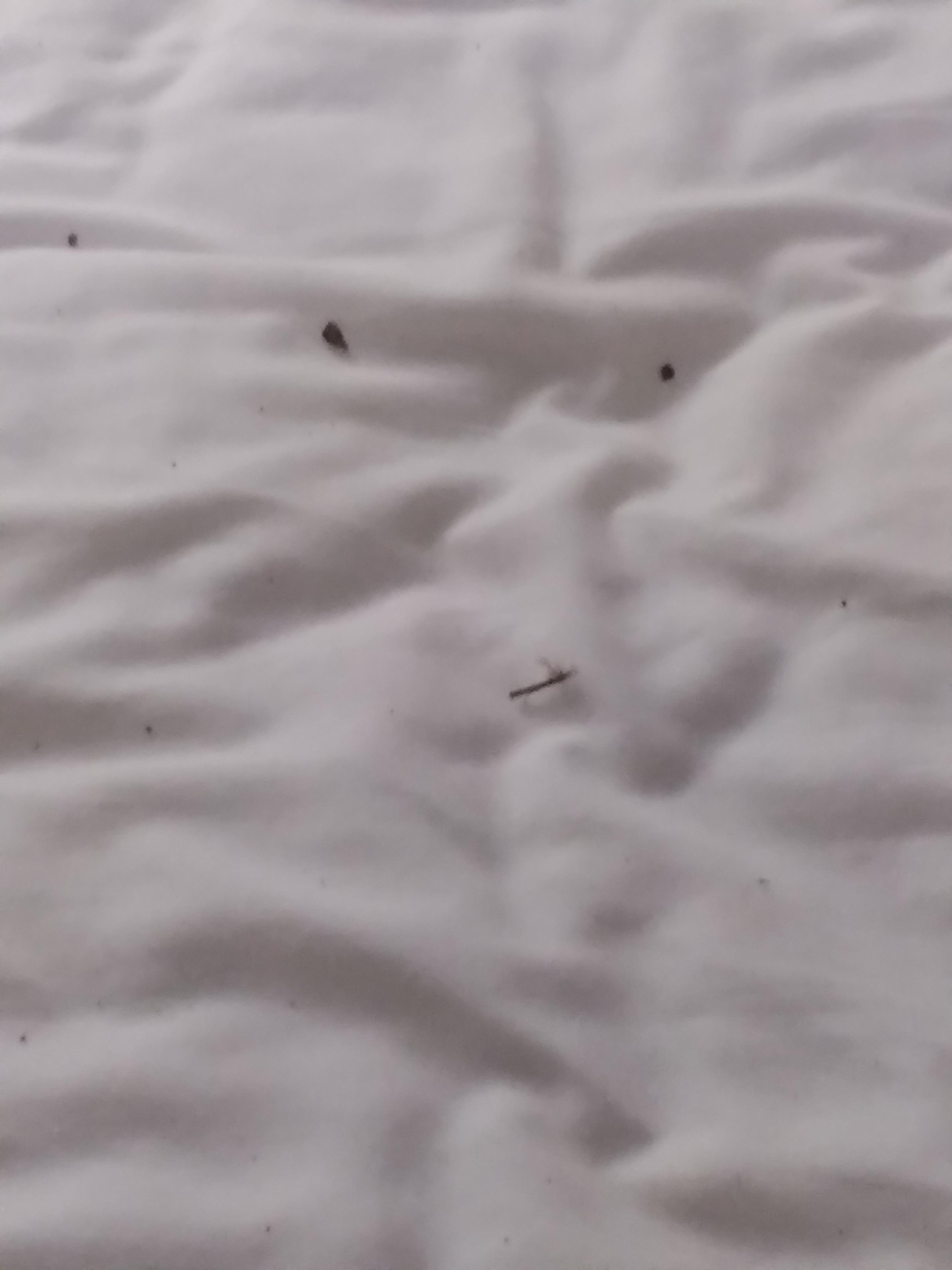 Dirt, tears and pubic hairs on my bed. Other bed had clean sheets.