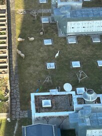 The 5 lawnmowers
