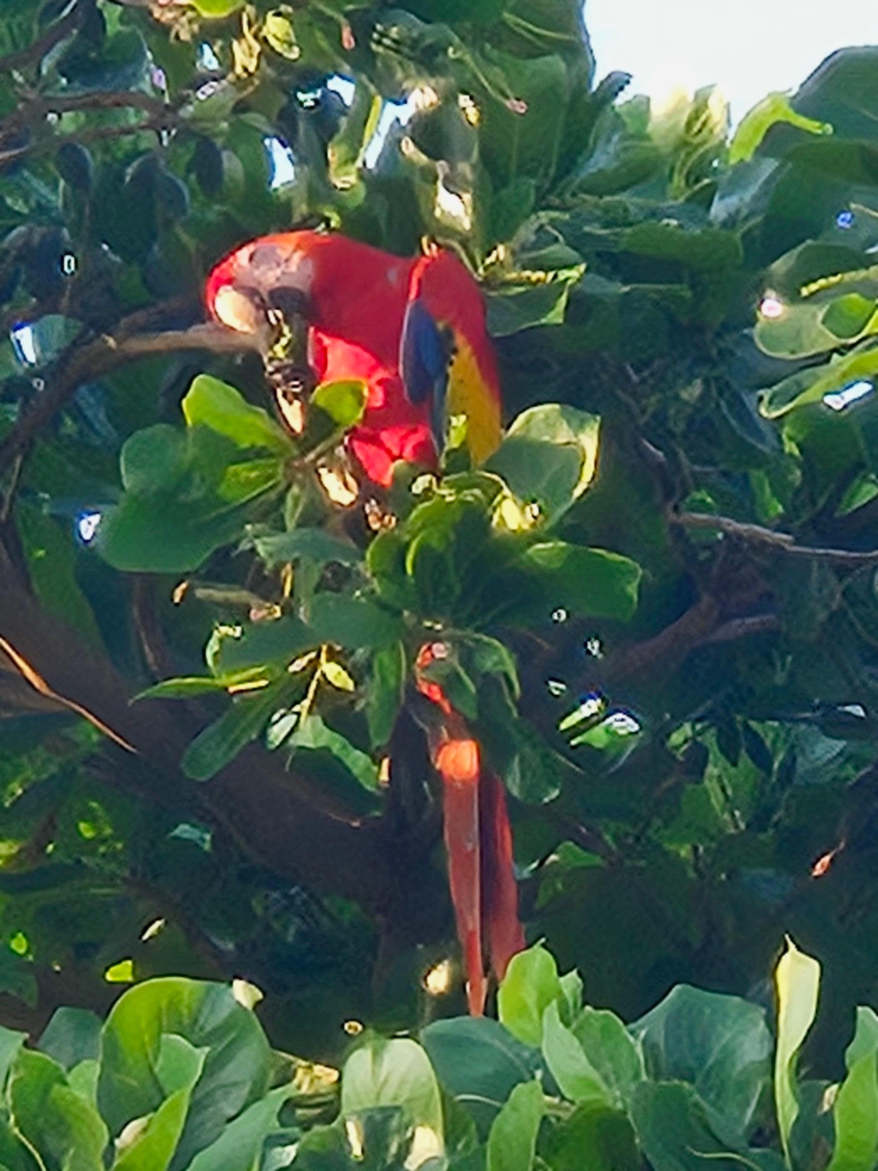 Our macaw that came to visit every day
