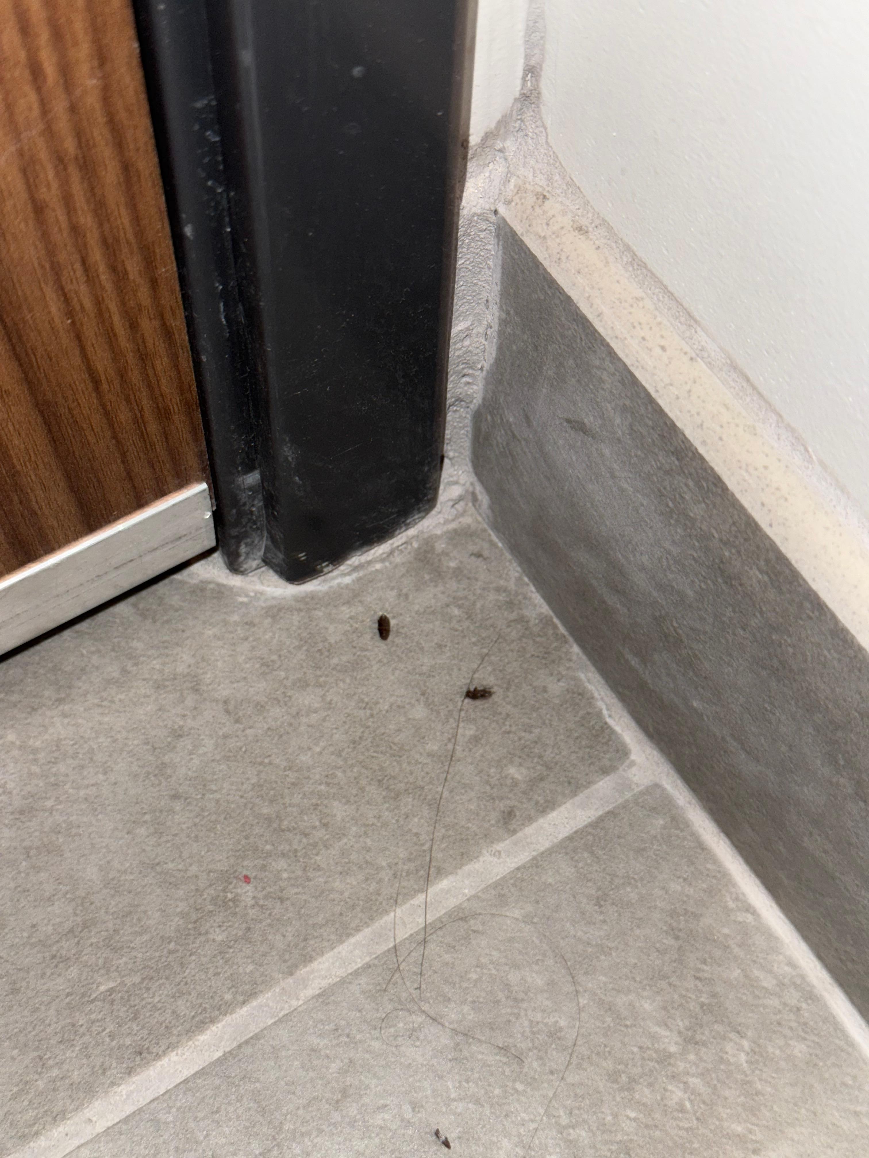 Bugs in the room. Some dead some alive. 