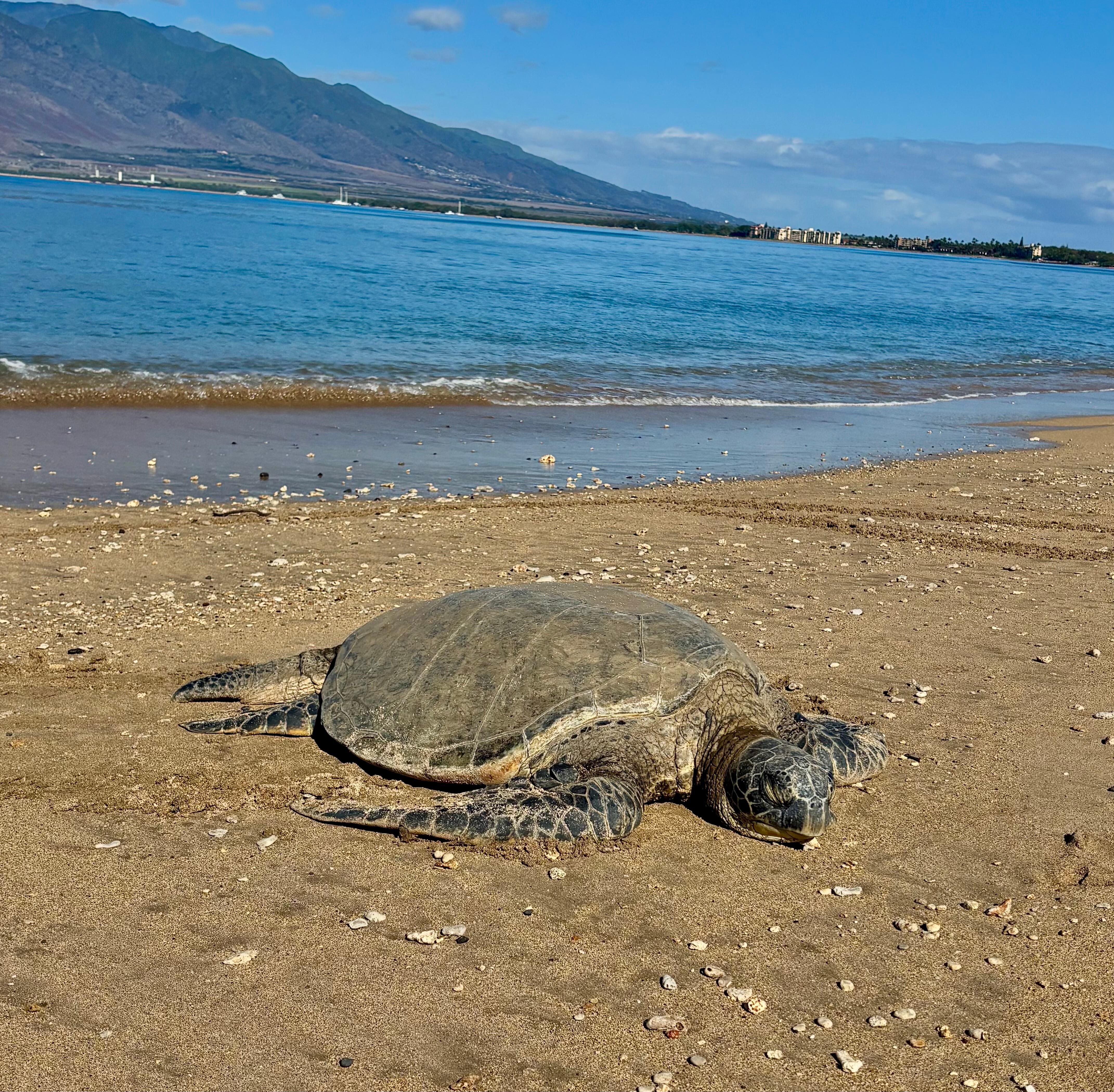 Just down the beach from the condo