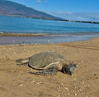 Just down the beach from the condo