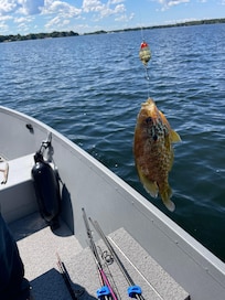 Catch and released 16
