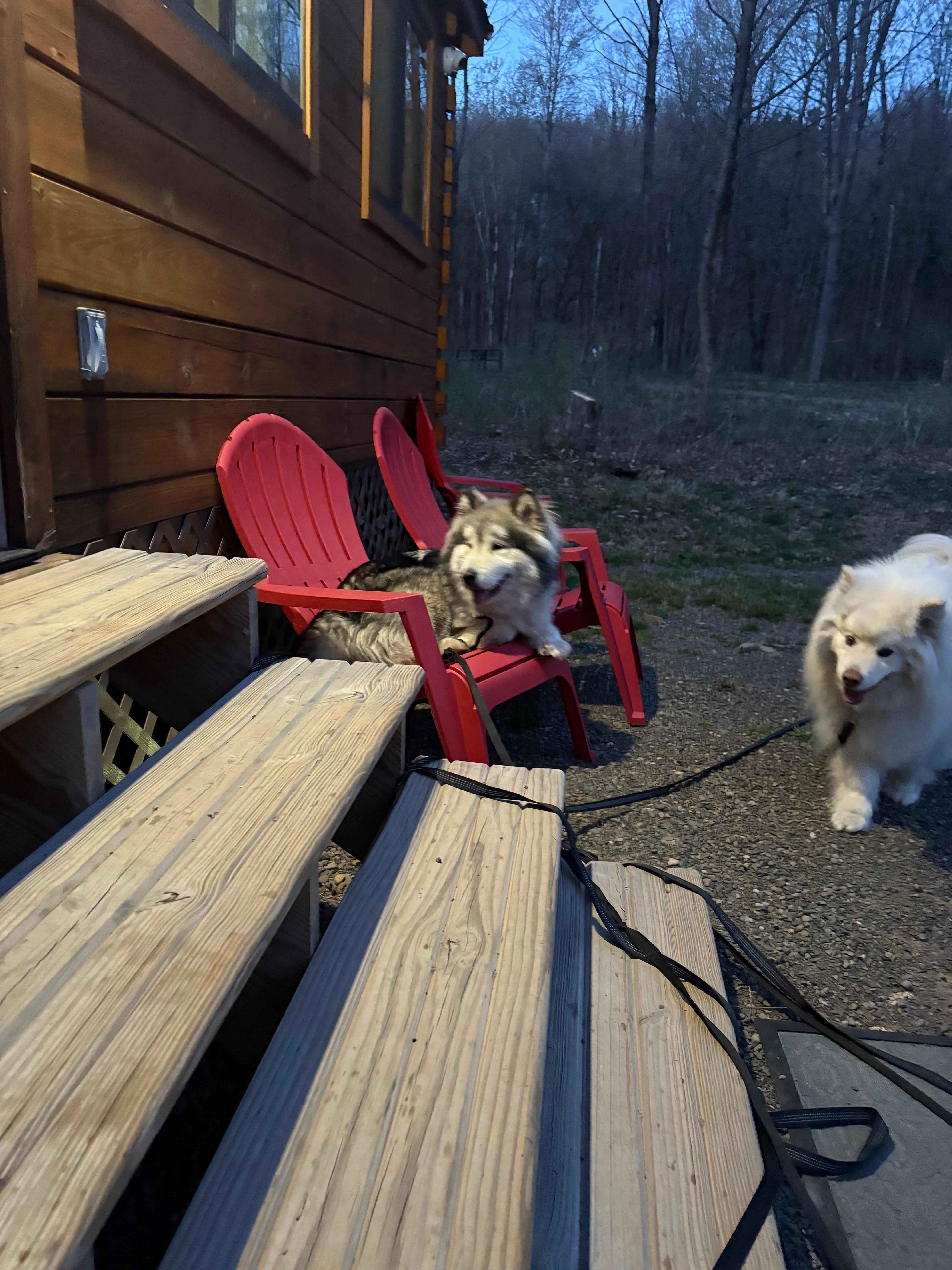 Outside chairs 