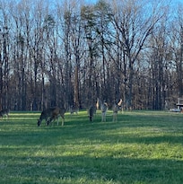 I had to share my apples!