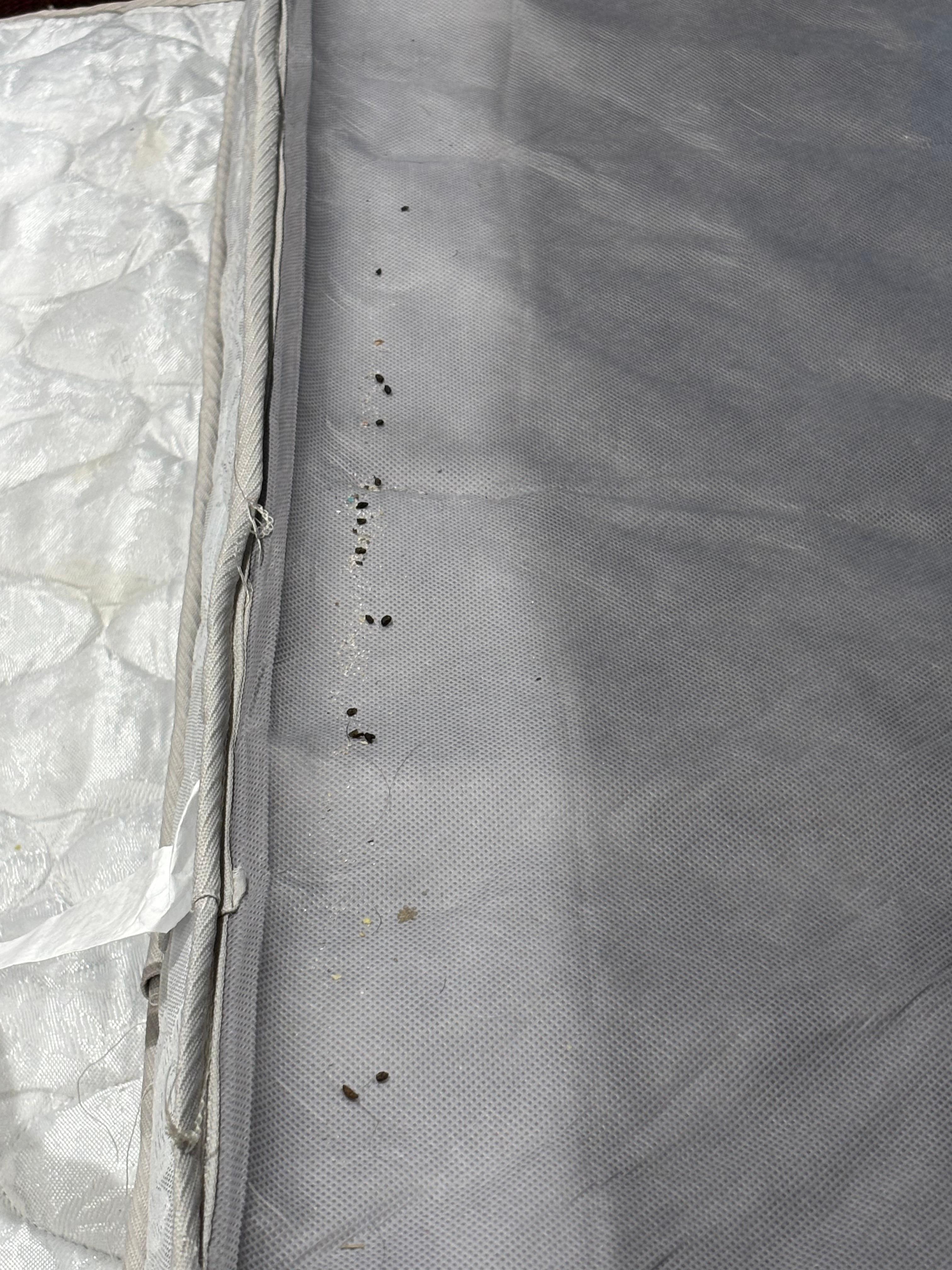 Mouse droppings in sleeper/sofa
