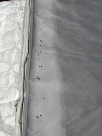 Mouse droppings in sleeper/sofa