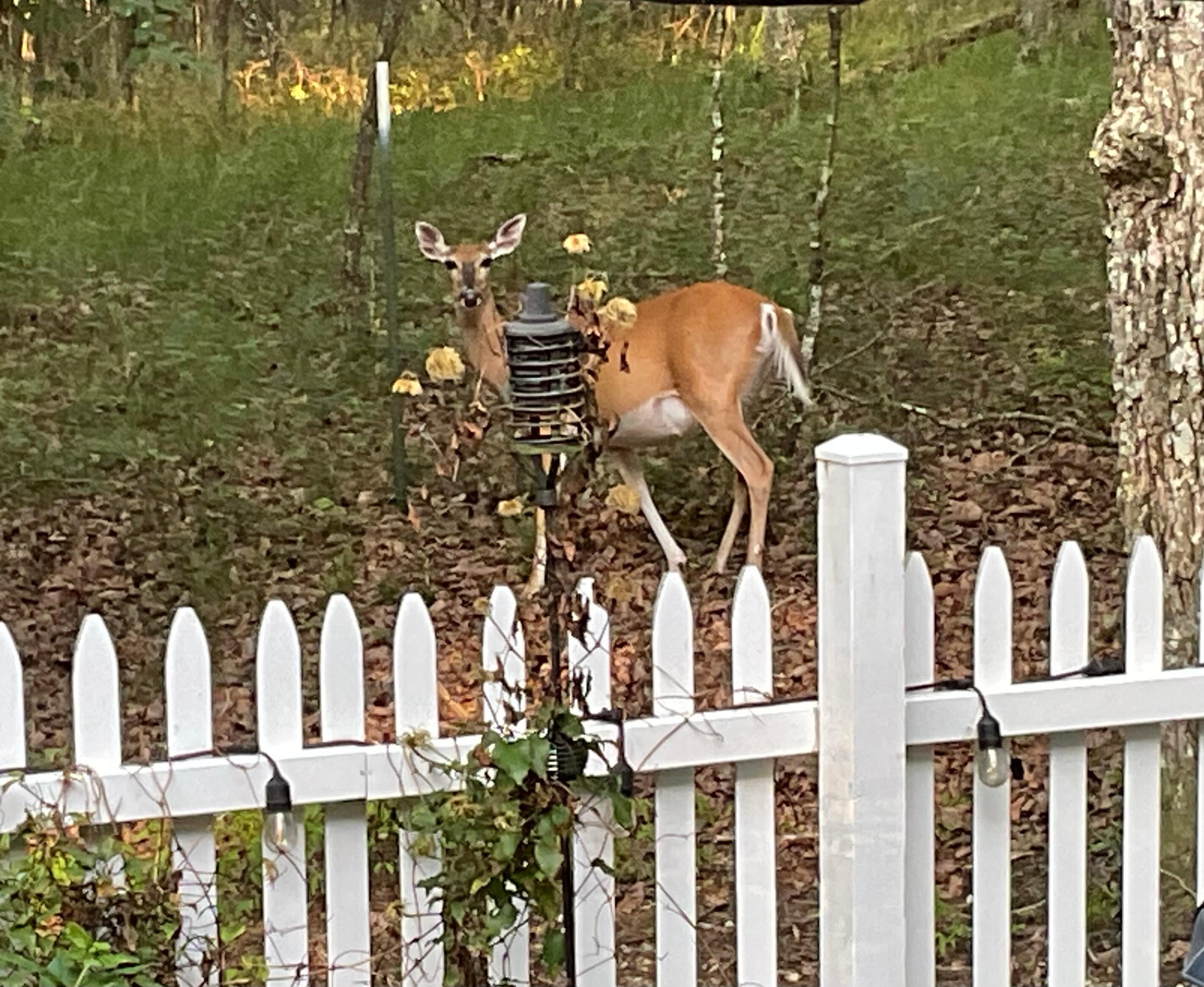 We saw 5 deer walk by.