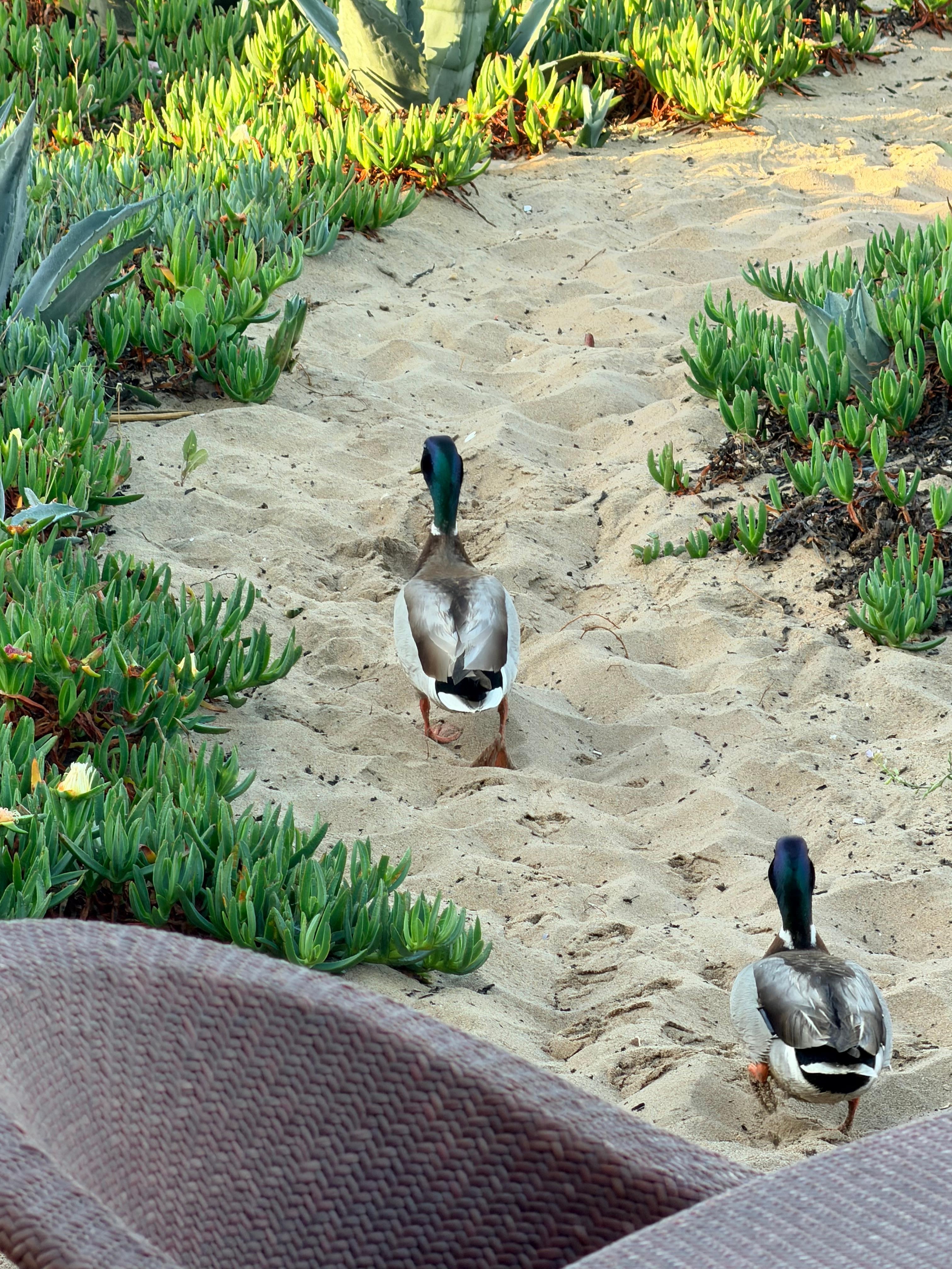 Ducks and hummingbirds in the morning. 