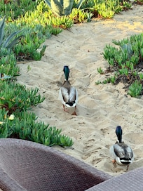 Ducks and hummingbirds in the morning.