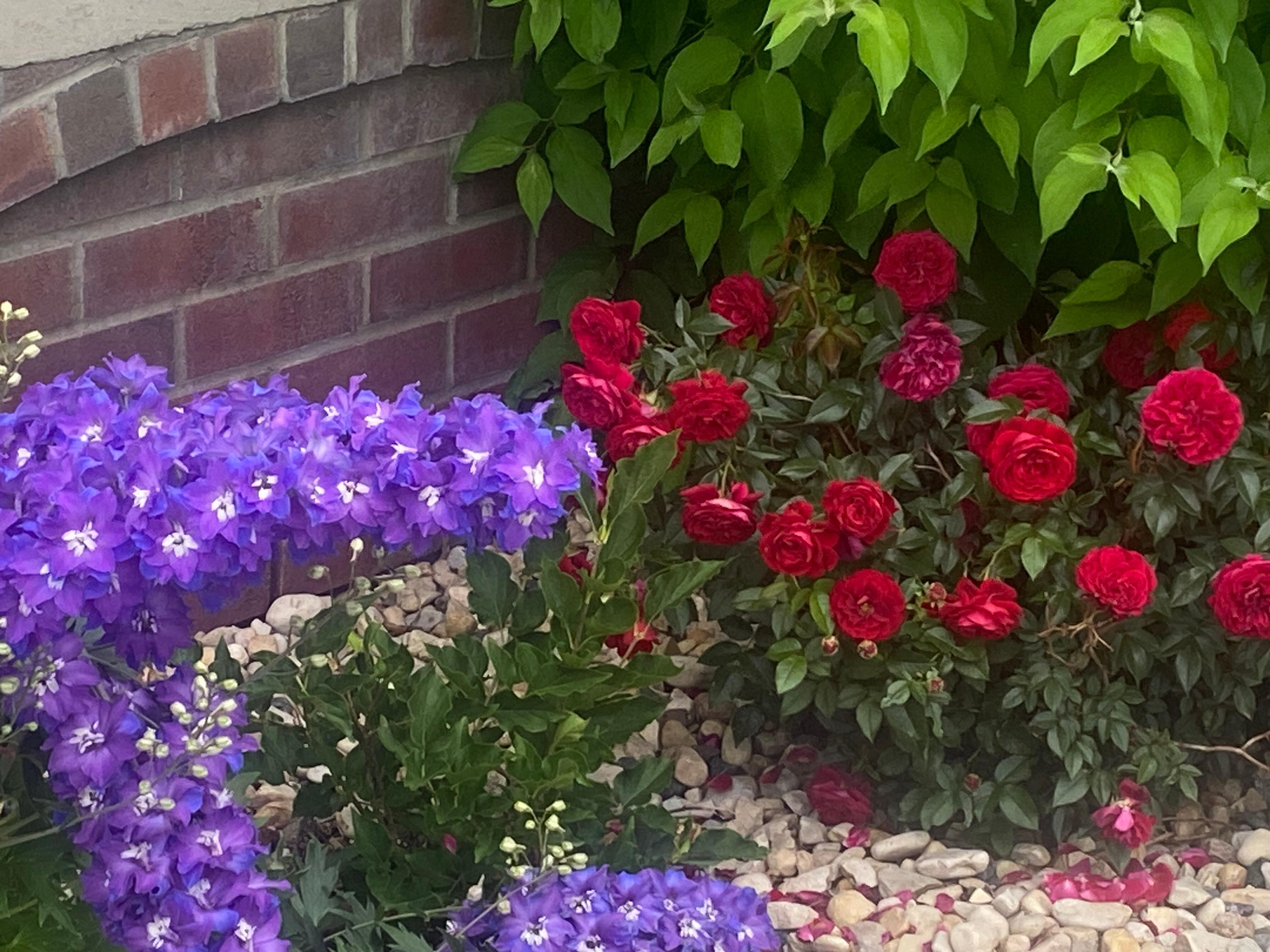 Beautiful flowers in the neighborhood 