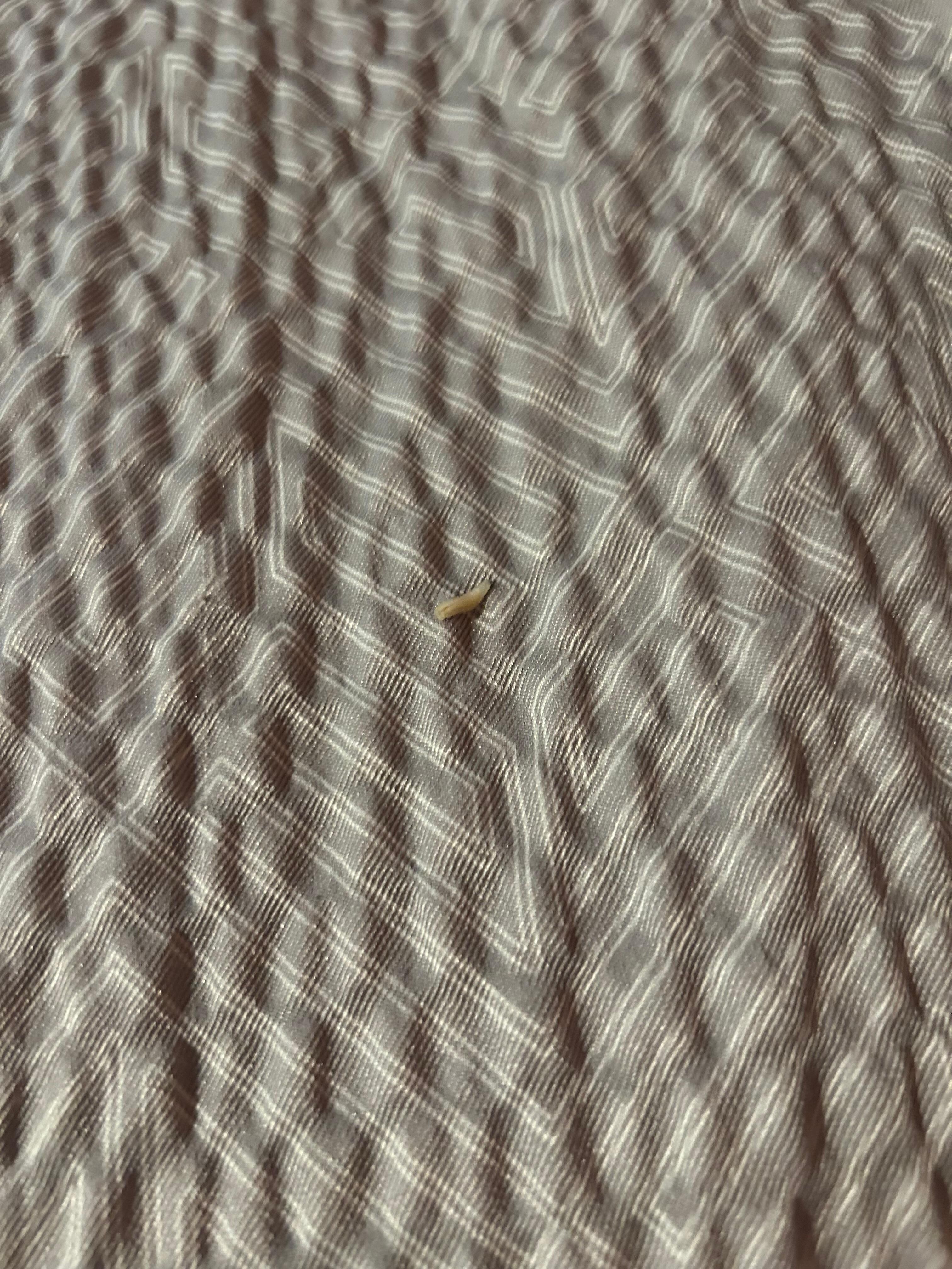 My husband found this crawling on his leg!! And we took a deeper look and there was 1-2 small little dead bugs. 