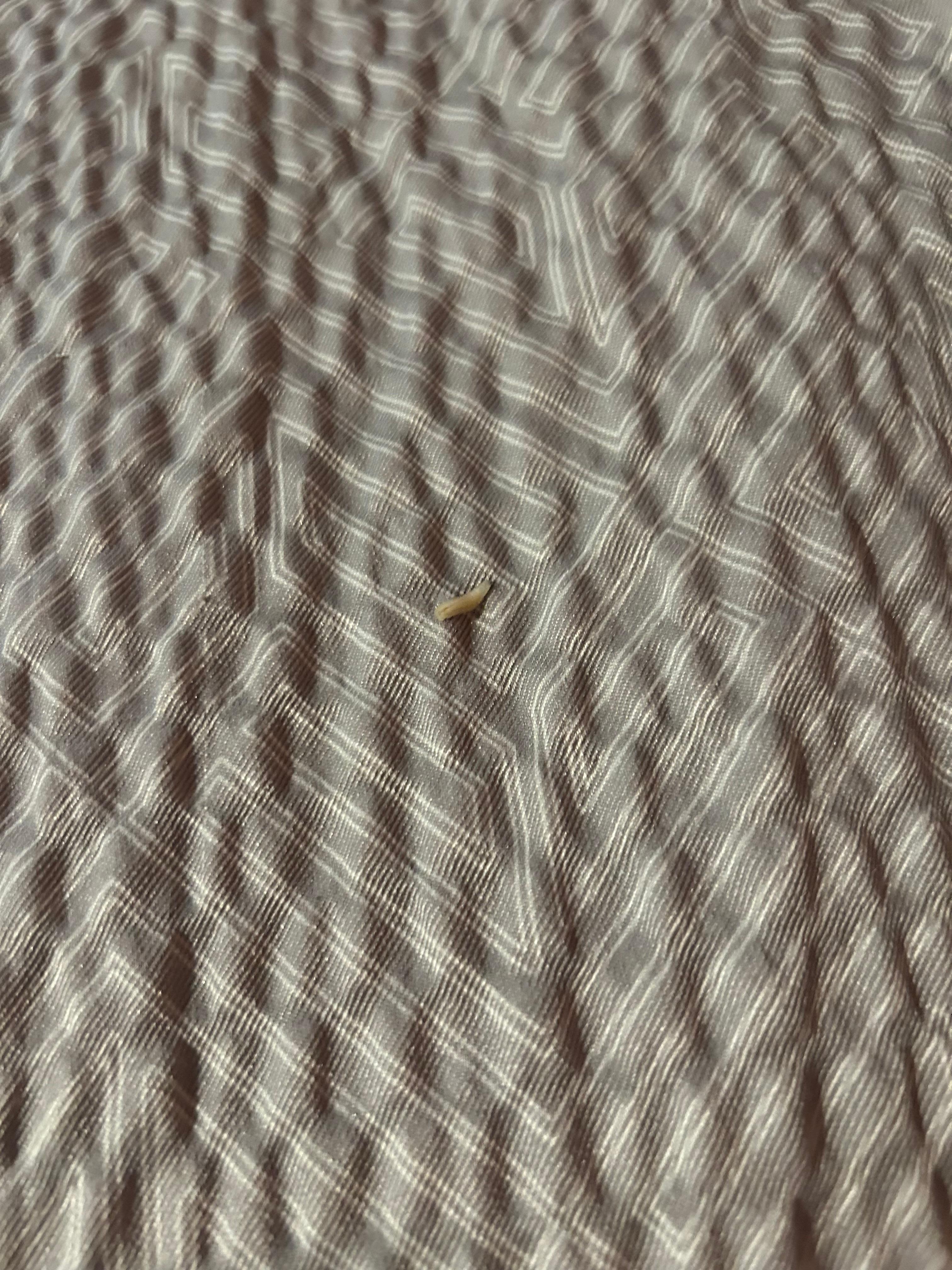 My husband found this crawling on his leg!! And we took a deeper look and there was 1-2 small little dead bugs.