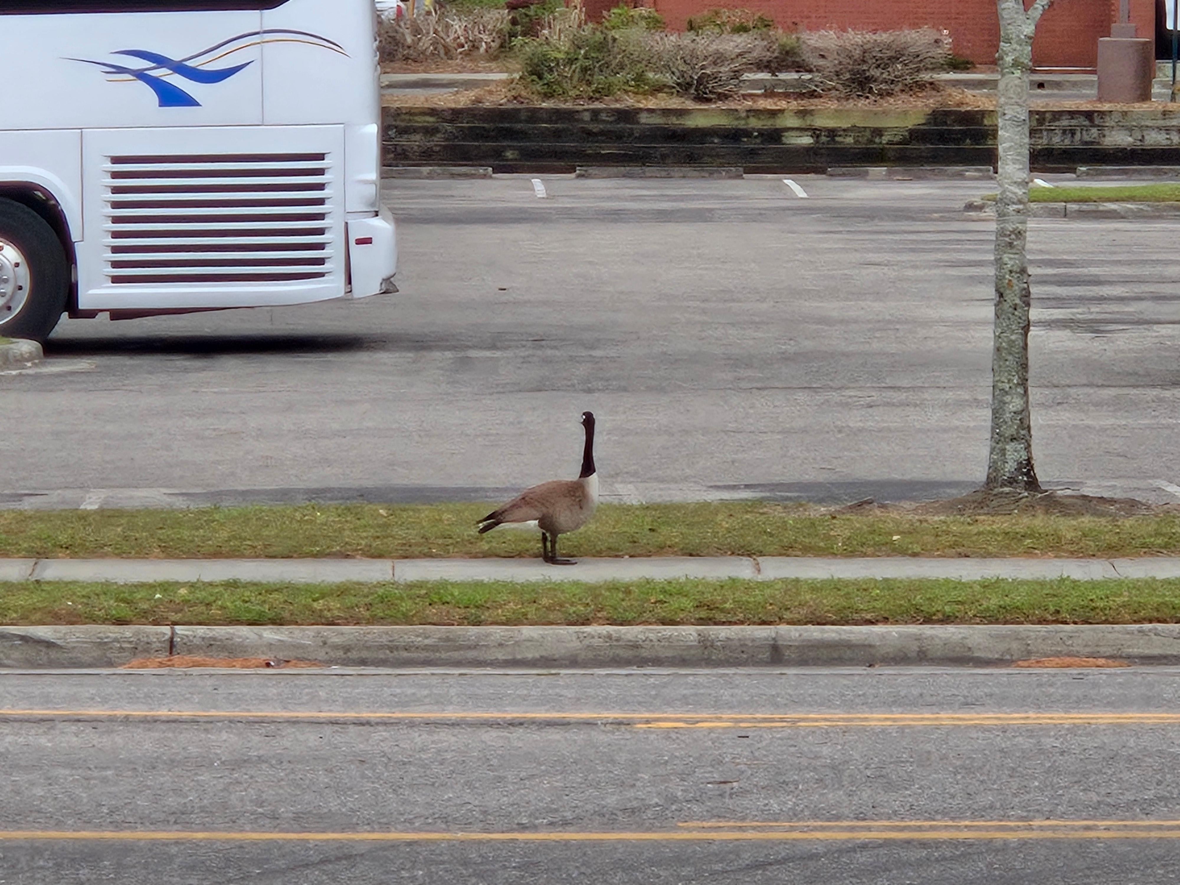 Geese out the back door of the hotel.