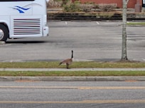 Geese out the back door of the hotel.