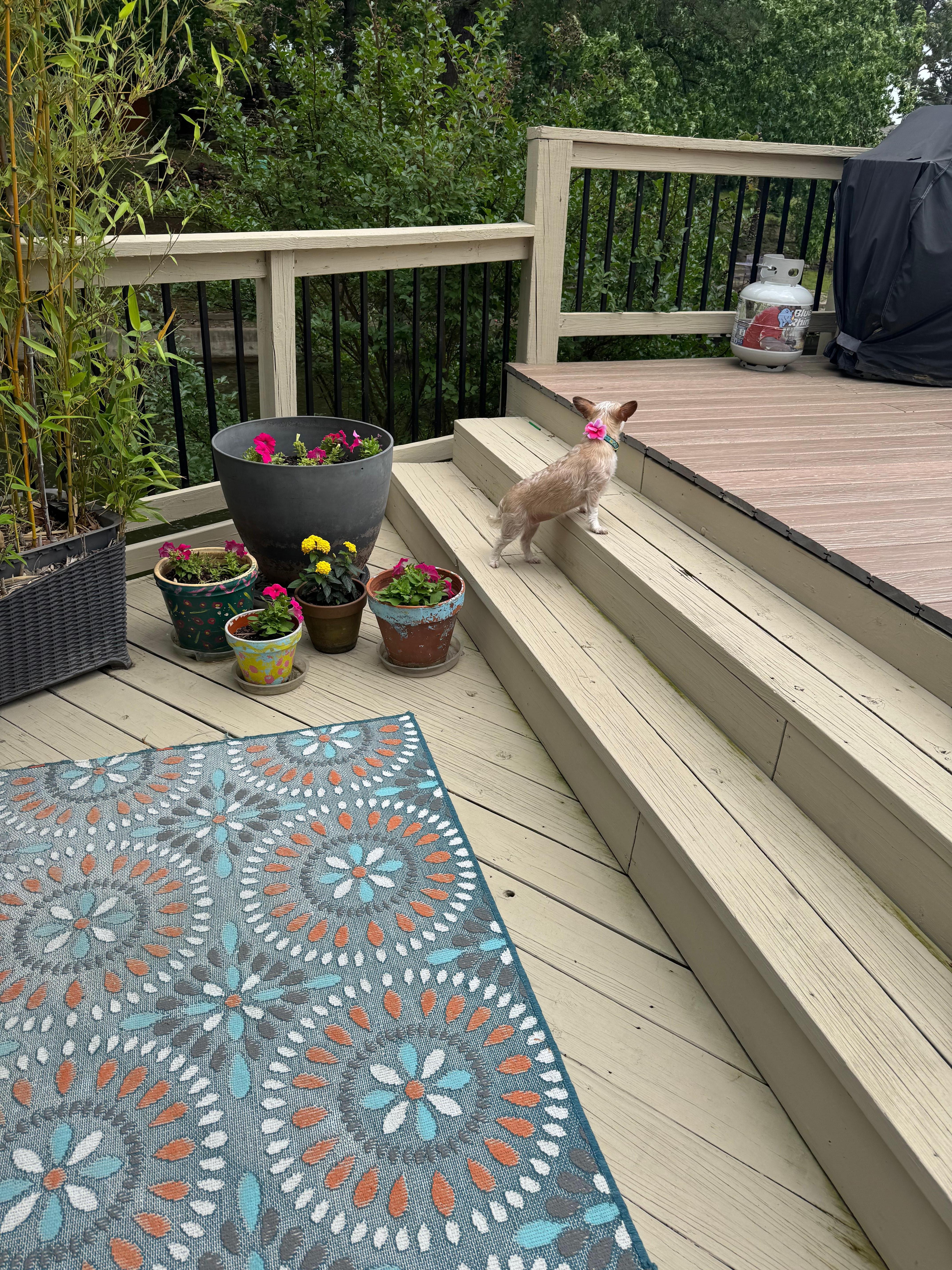 Lizzy investigated the back deck. 