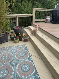 Lizzy investigated the back deck.