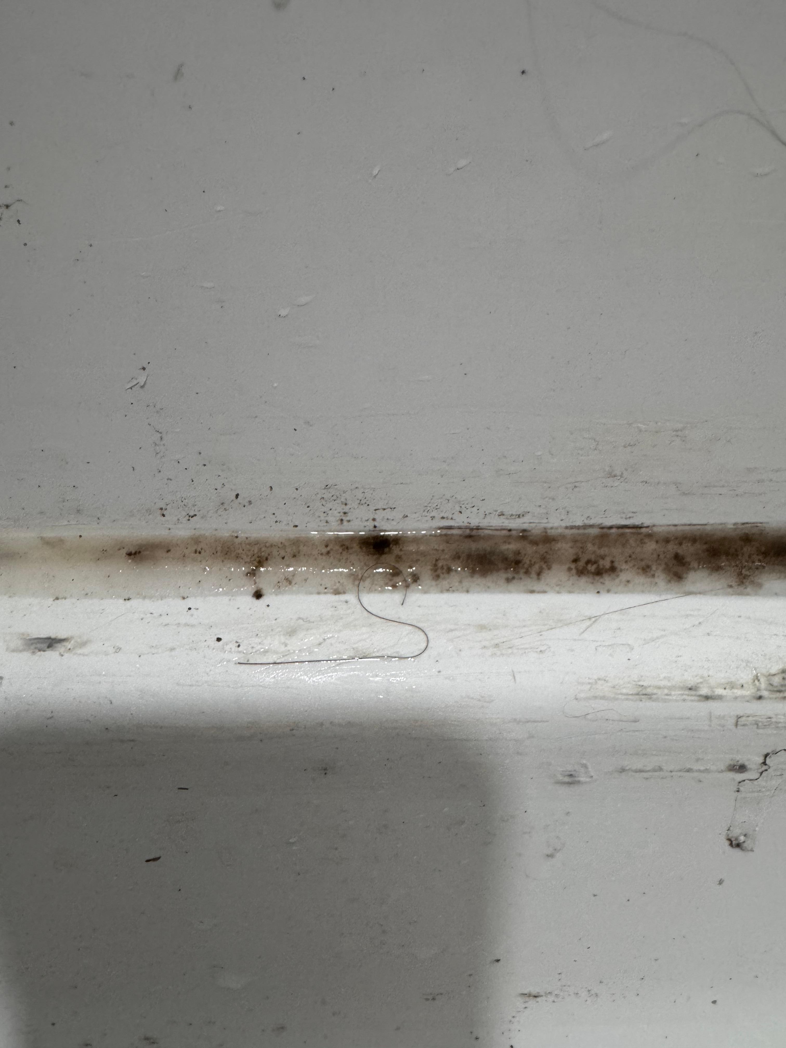 Mold in the shower 