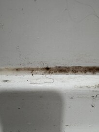 Mold in the shower