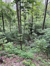 View from the cabin.