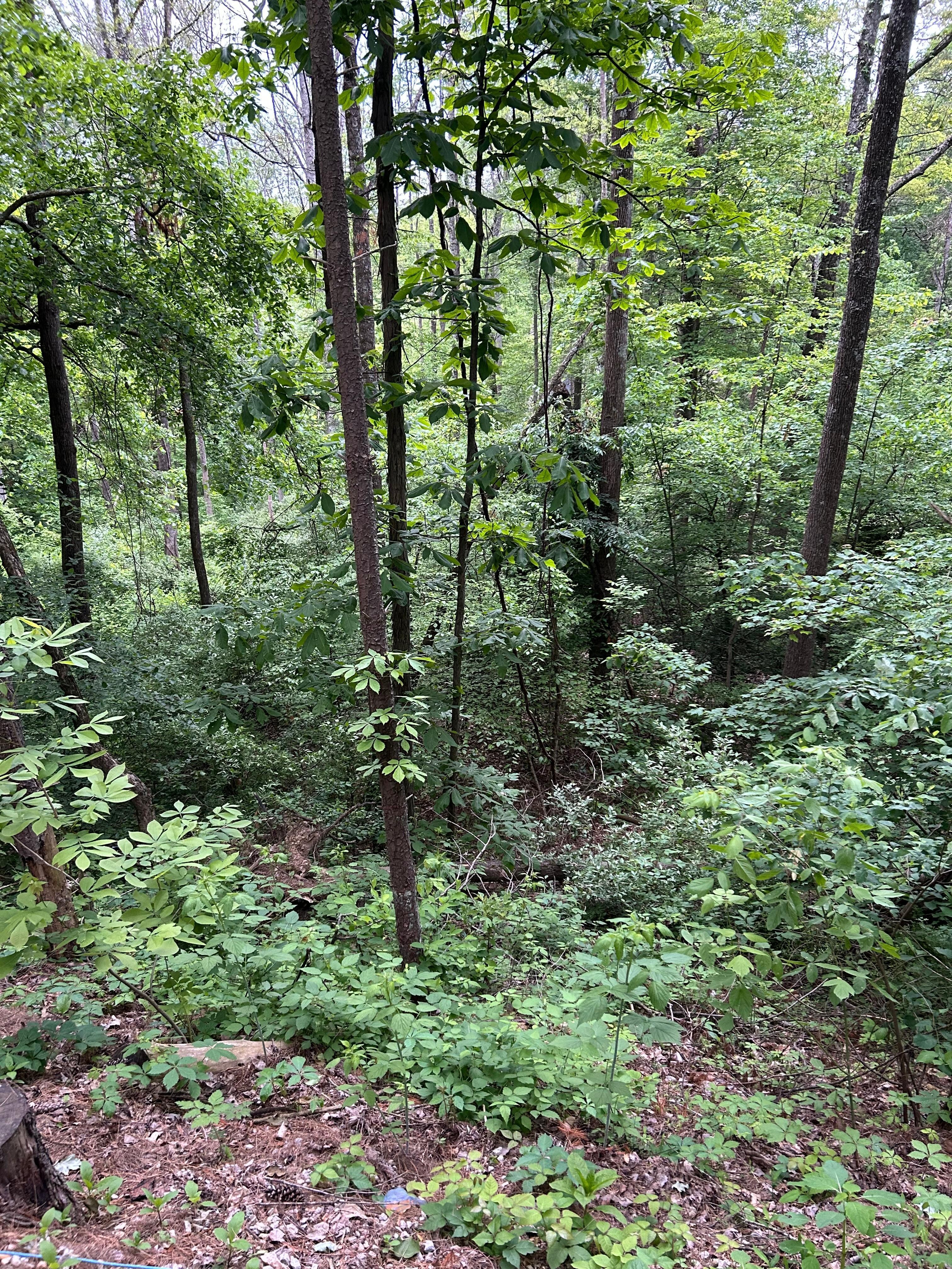 View from the cabin. 