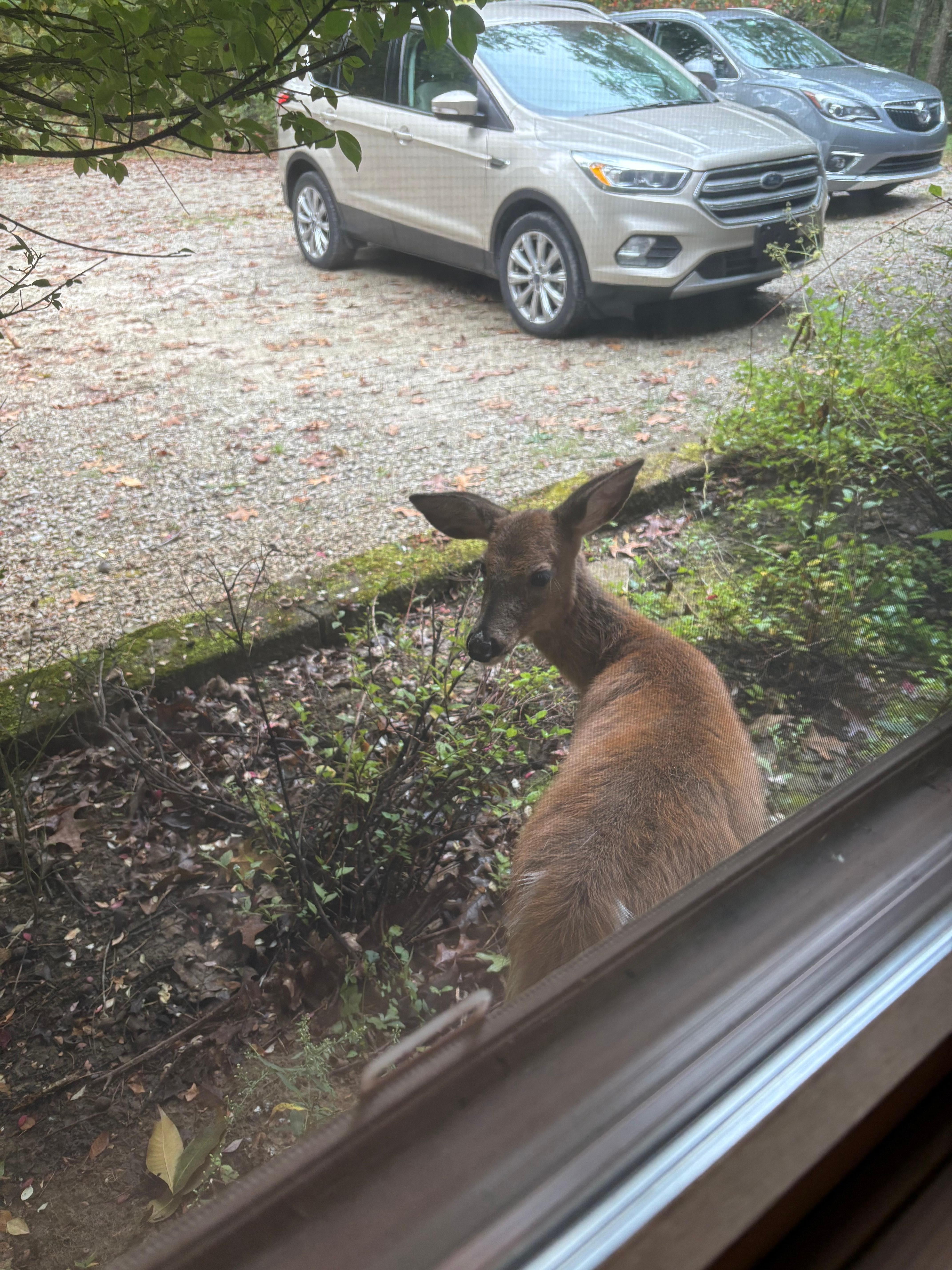 Deer watching in the yard!