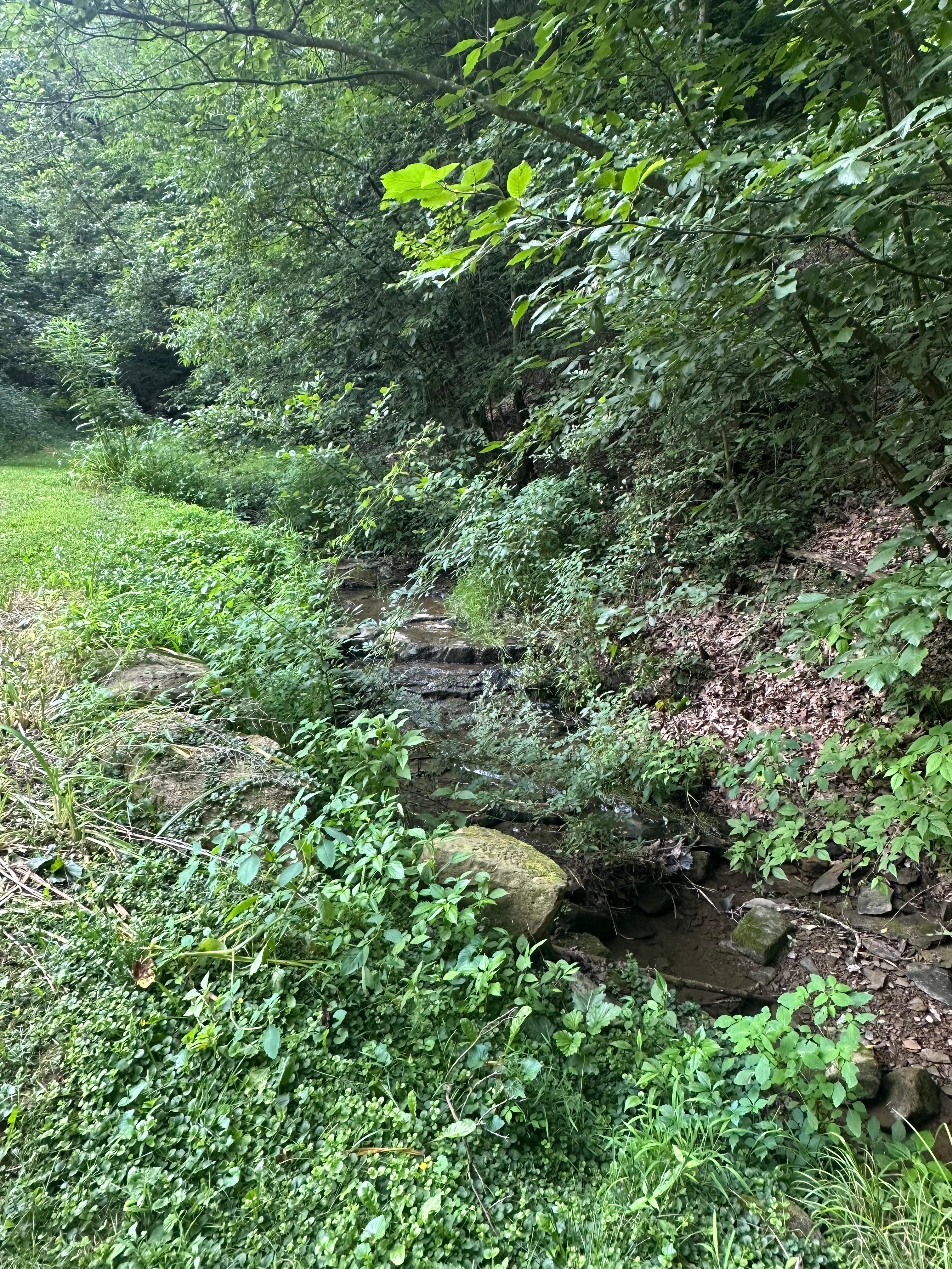 Creek next to the house. 