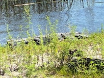 Gator in nearby Myakka state park.