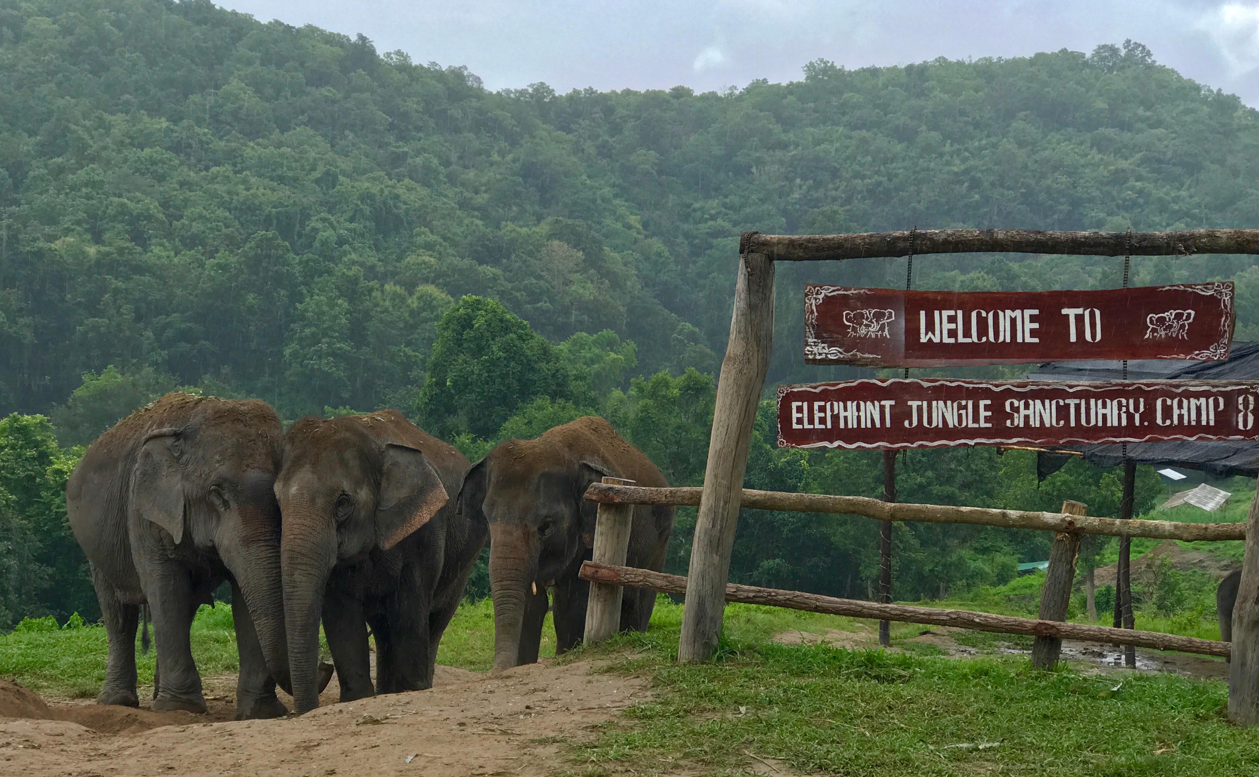 Elephant Sanctuary Camp 8