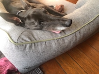 Butch tuckered out after his adventures