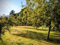 Obstgarten auf dem Grundstück